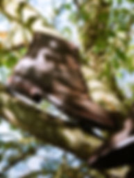 Crockett & Jones A/W25 Collection