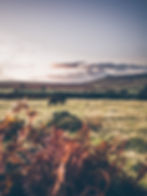 Wild Ponies on Dartmoor National Park
